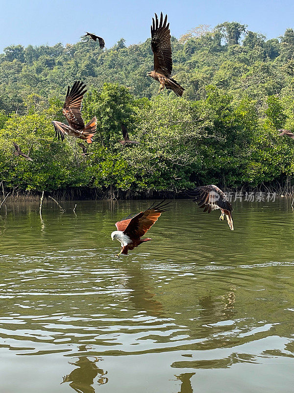 一群成年和幼年婆罗门风筝(halastur indus)捕食鱼类的特写照片，在泻湖水面上飞行和俯冲，在红树林上筑巢和栖息的猛禽，聚焦在前景上